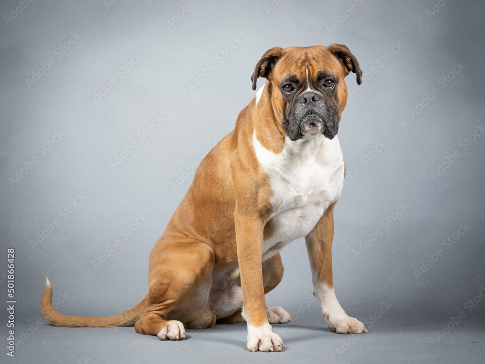Brown and white german boxer sitting Brown and white german boxer sitting