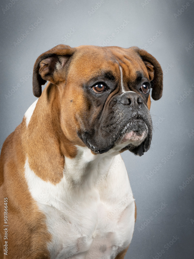 Portrait of a brown and white german boxer Portrait of a brown and white german boxer