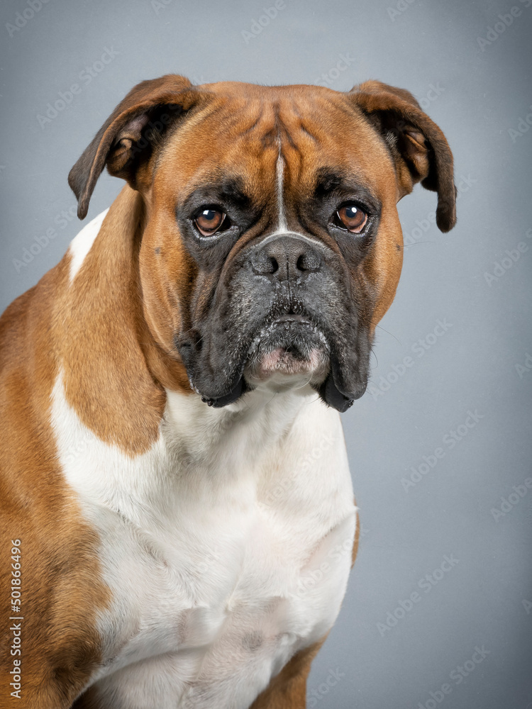 Portrait of a brown and white german boxer Portrait of a brown and white german boxer