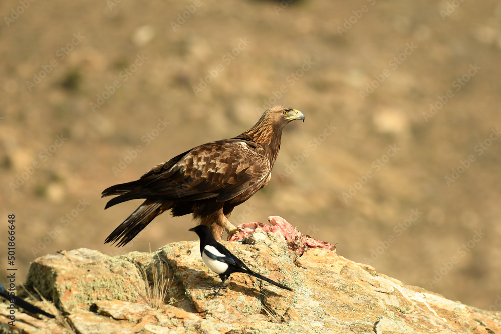 Obraz premium aguila real sobre la roca