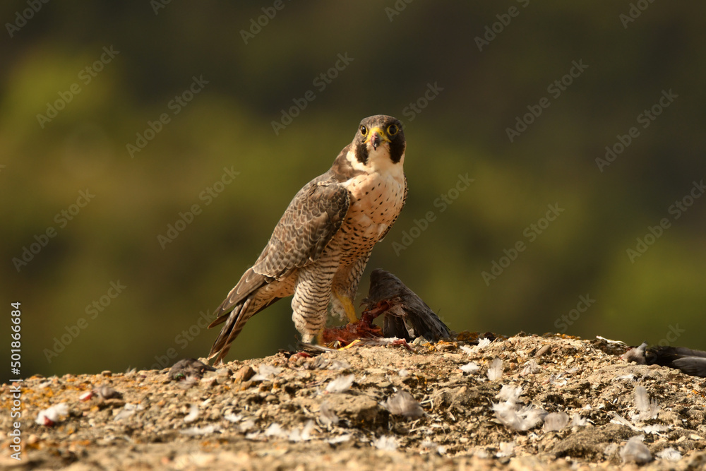 halcon peregrino con una presa entre las garras halcon peregrino con una presa entre las garras