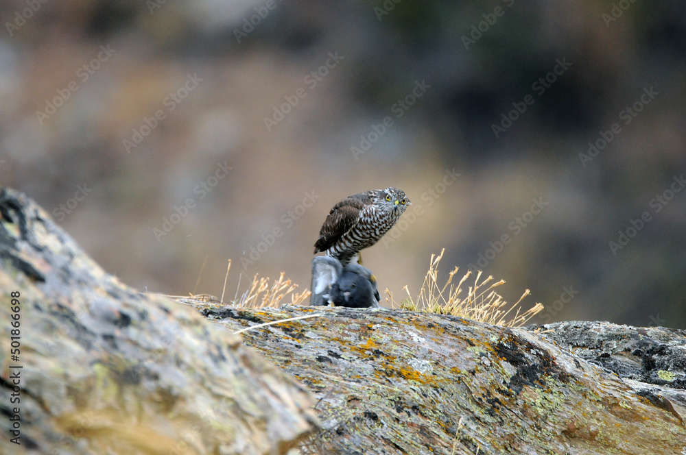 Gavilan en la roca con una presa Gavilan en la roca con una presa