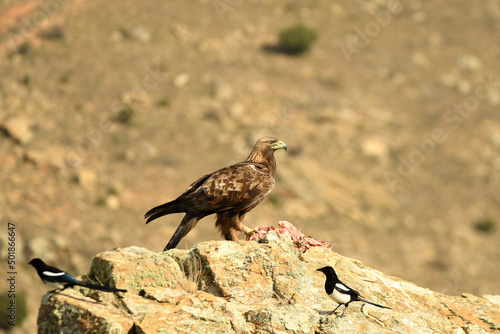 aguila real sobre la roca
