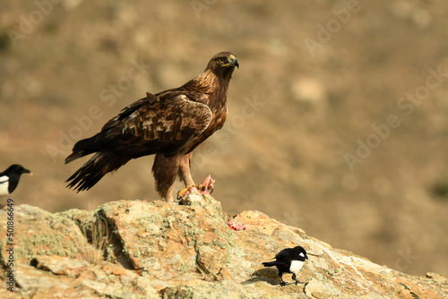 aguila real sobre la roca