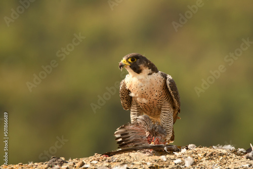 halcon peregrino con una presa entre las garras
