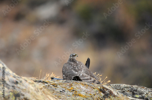 Gavilan en la roca con una presa