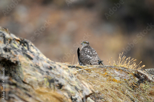 Gavilan en la roca con una presa