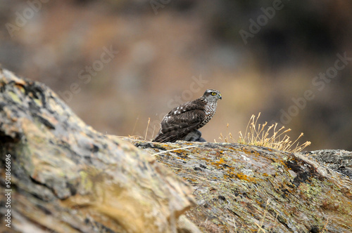 Gavilan en la roca con una presa