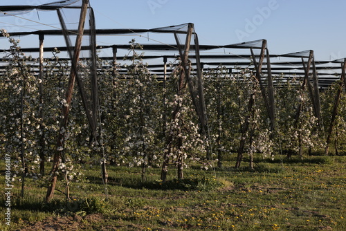 Wallpaper Mural apfelbaum von baumkultur blüht im frühling in ersigen Torontodigital.ca