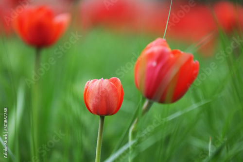 Klomb czerwonych kwiatów tulipan na tle zielonej trawy.  #501867268