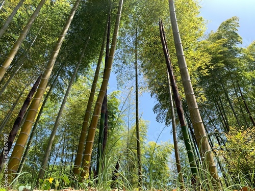 bamboo forest