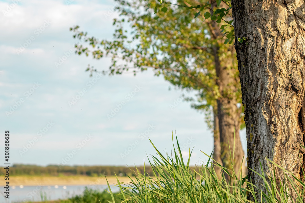 Promenade along the river. A close up at the tree and grass. Promenade along the river. A close up at the tree and grass.