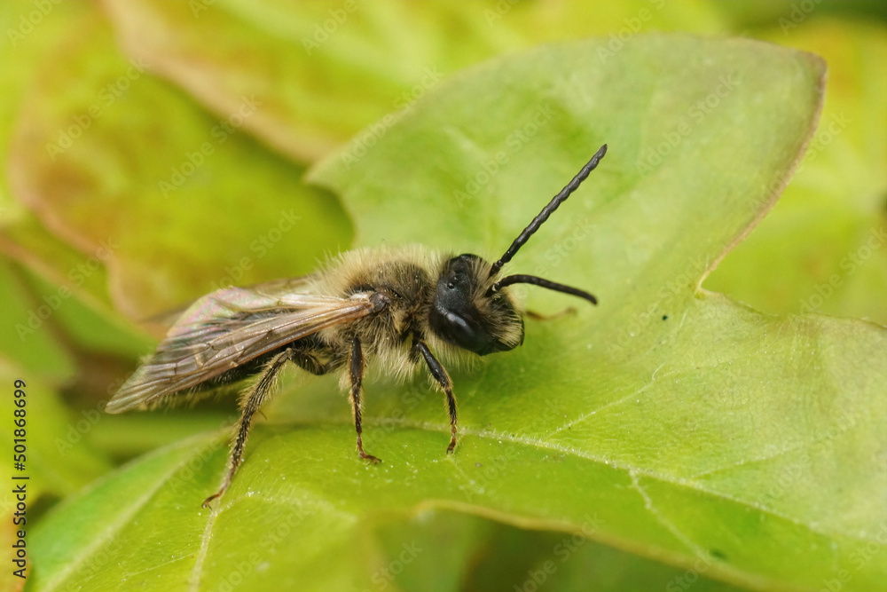 Closeup on a brown hairy male Hawthorn mining bee, Andrena scotica sitting on a green leaf Closeup on a brown hairy male Hawthorn mining bee, Andrena scotica sitting on a green leaf