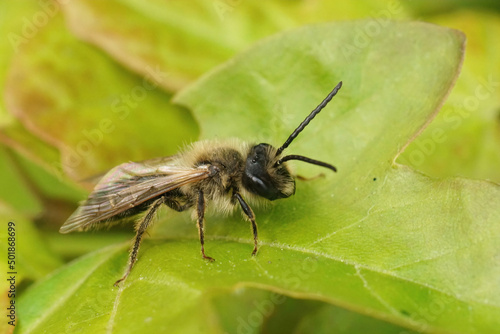 Closeup on a brown hairy male Hawthorn mining bee, Andrena scotica sitting on a green leaf
