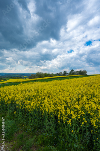 Rapslandschaft