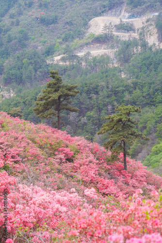 Spring scenery of Huangpi Mulan Yunwu Mountain in Wuhan, Hubei photo