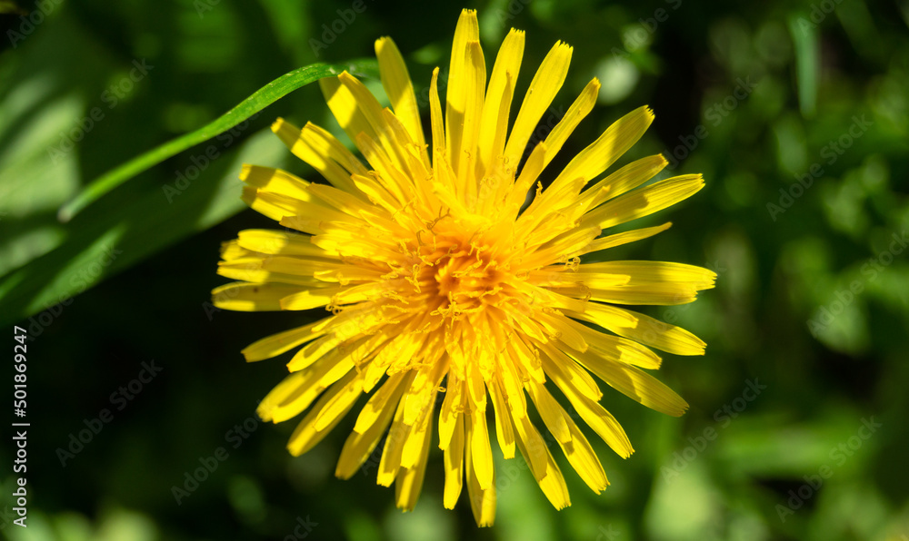 Yellow dandelion flower in spring. Yellow dandelion top view. Yellow dandelion close up Yellow dandelion flower in spring. Yellow dandelion top view. Yellow dandelion close up
