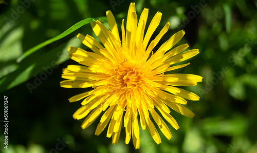 Yellow dandelion flower in spring. Yellow dandelion top view. Yellow dandelion close up