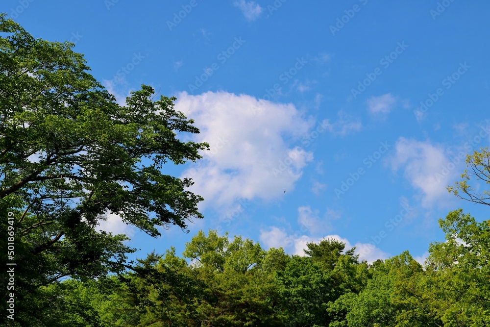 爽やかな青空　森　真岡井頭公園