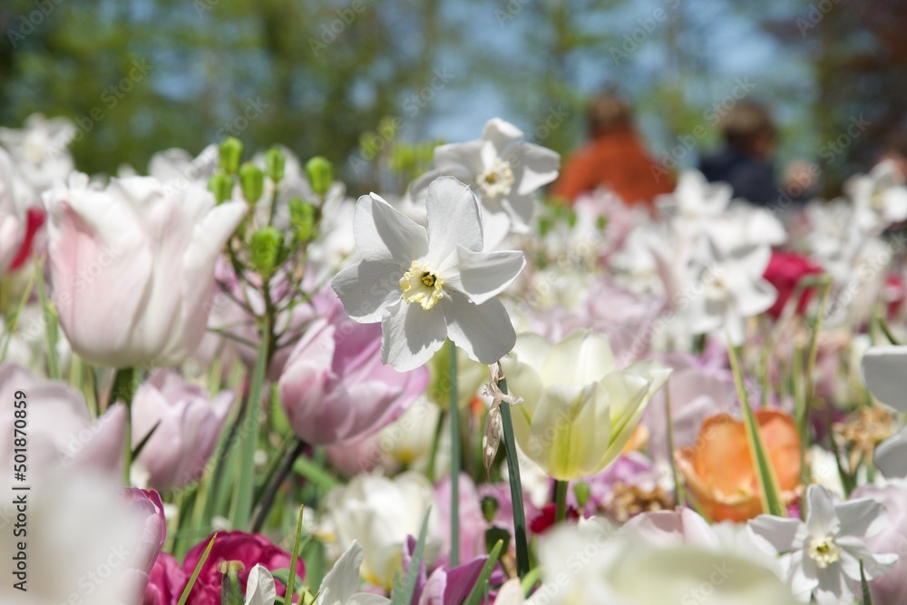 Tulip flowers at Keukenhof, April 2022 Tulip flowers at Keukenhof, April 2022