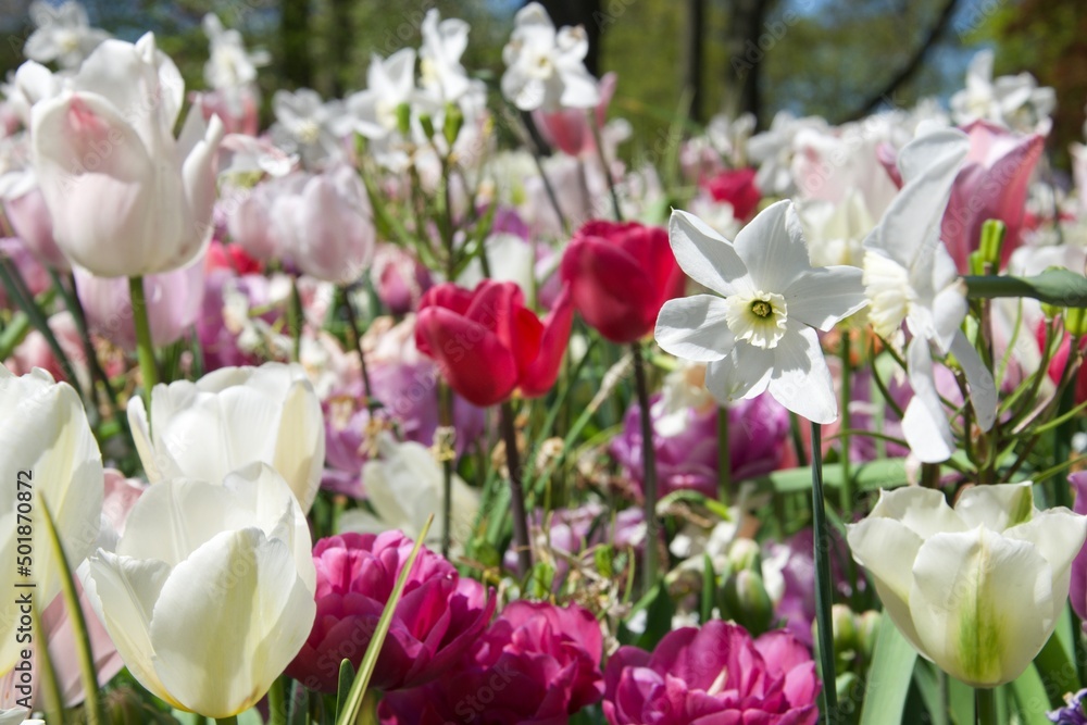 Tulip flowers at Keukenhof, April 2022 Tulip flowers at Keukenhof, April 2022