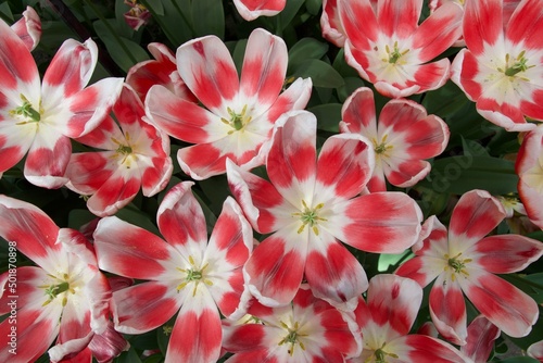 Tulip flowers at Keukenhof, April 2022 © Corsin