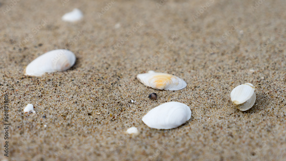 piasek nad morzem na plaży leżą muszle piasek nad morzem na plaży leżą muszle