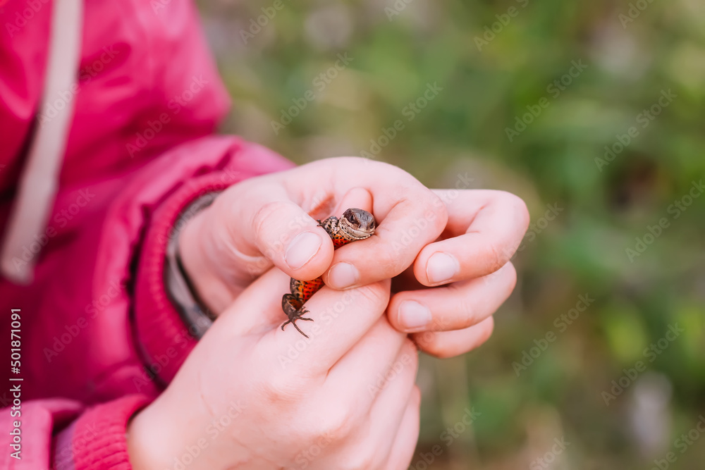 Obraz premium Lizard in a child's hands. 