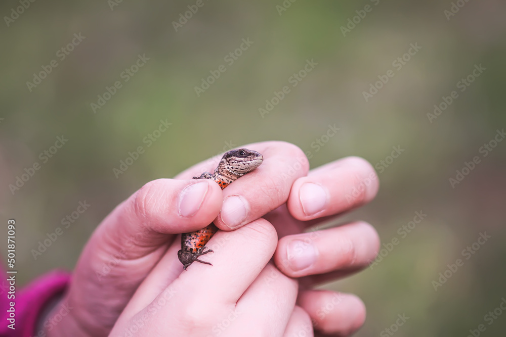 Lizard in hands. Wild reptile. 