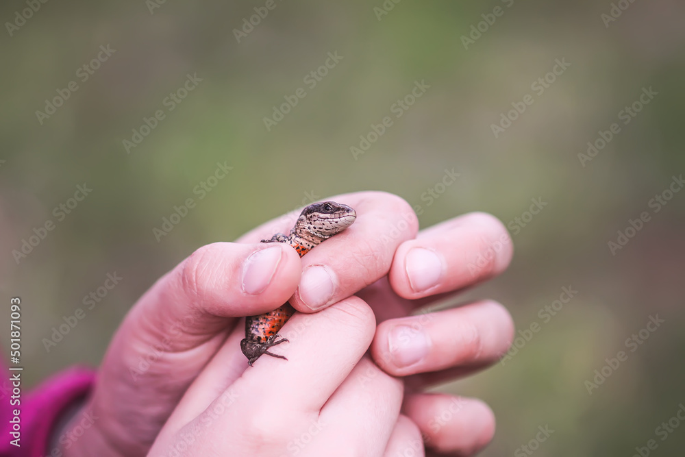 Obraz premium Lizard in hands. Wild reptile. 