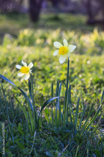 Yellow Narcissus flowers. Decorative spring garden plants. 