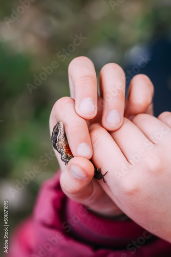 Hand holding a lizard.