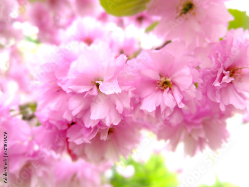 Blurred nature background. Pink cherry blossom, soft focus macro selective focus. Selective focus on cherry branches. Natural blurred background.