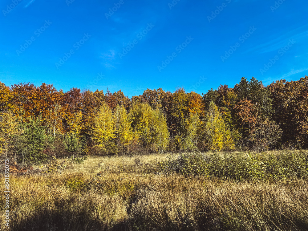 autumn in the forest