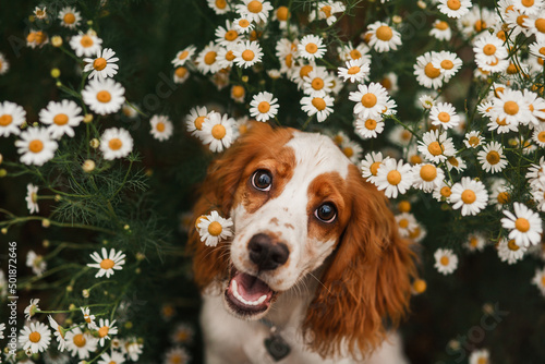 Obraz na płótnie spaniel and flowers