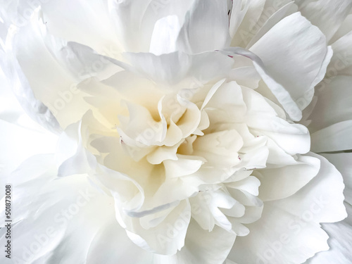 White delicate peony flower heart. Tender summer flower close up. Natural environment design wallpaper or screensaver for screen. © Alla