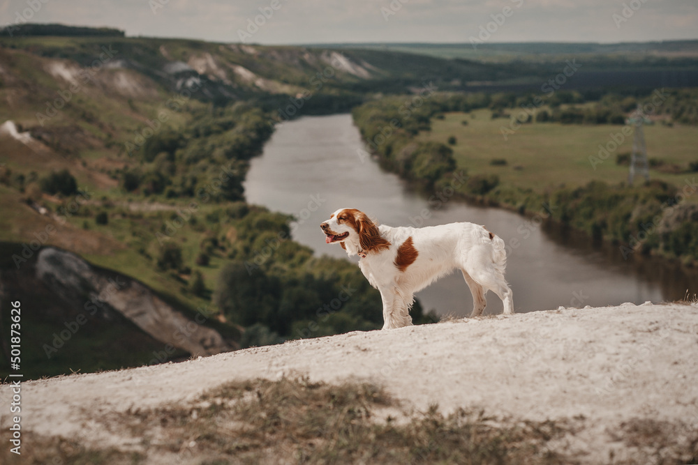 spaniel in the mountains spaniel in the mountains