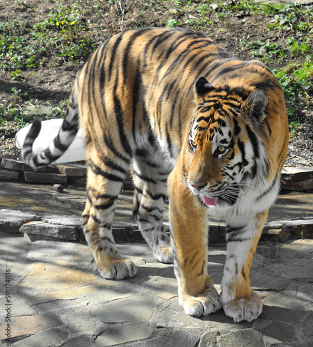Siberian tiger  P. t. altaica   also known as Amur tiger  focus on head 