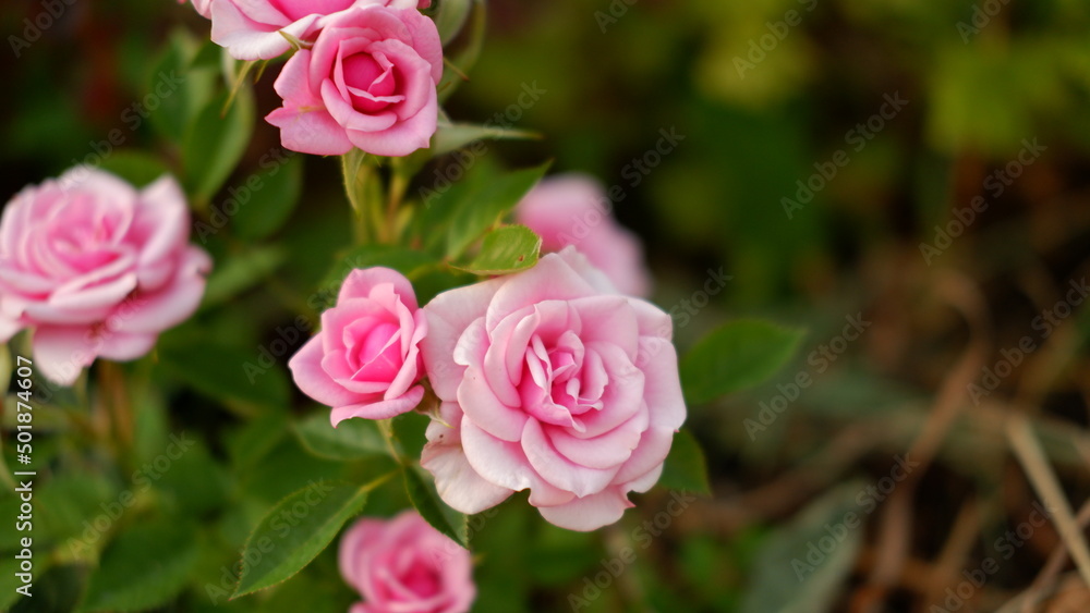 Blooming pink roses in the garden. Rosehipr oses on the Bush. Growing roses in the garden Blooming pink roses in the garden. Rosehipr oses on the Bush. Growing roses in the garden