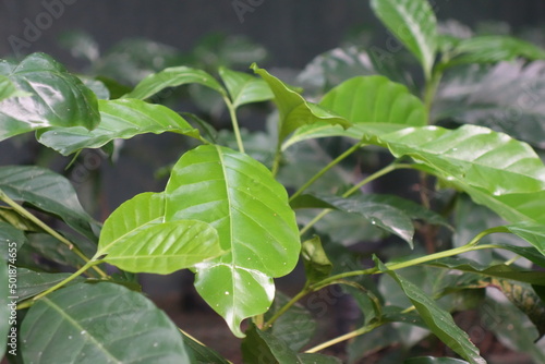 Wallpaper Mural Leaves of a small coffee plant as a close up Torontodigital.ca