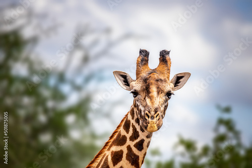 Fototapeta Naklejka Na Ścianę i Meble -  Close-up of a giraffe head in Tsavo, Kenya, Africa. Cute giraffe with sky background. Safari, wild life
