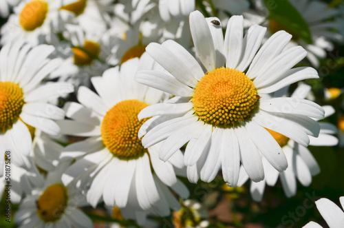 Flower garden of white beautiful chamomile