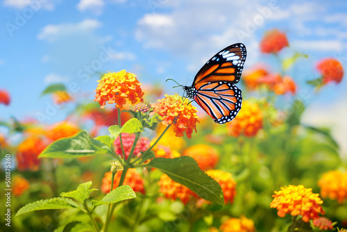 Beautiful spring summer image of monarch butterfly on orange lantana flower against blue sky on bright sunny day in nature, macro.