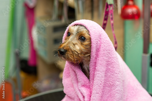 towel drying multipu in the grooming salon photo