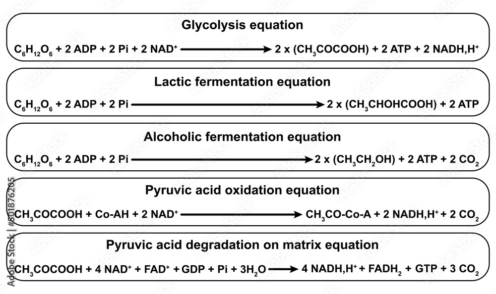 Glucose Degradation On Cell Equations. Pyruvate Degradation On
