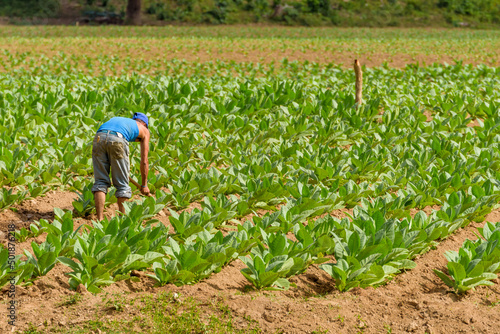 Cuban tobacco farmer working the soil on a field surrounded by green tobacco leaves. Man hoeing ground bare feet in tobacco plantation in San Juan Y Martinez, near Pinar del Rio, Vinales Valley, Cuba
