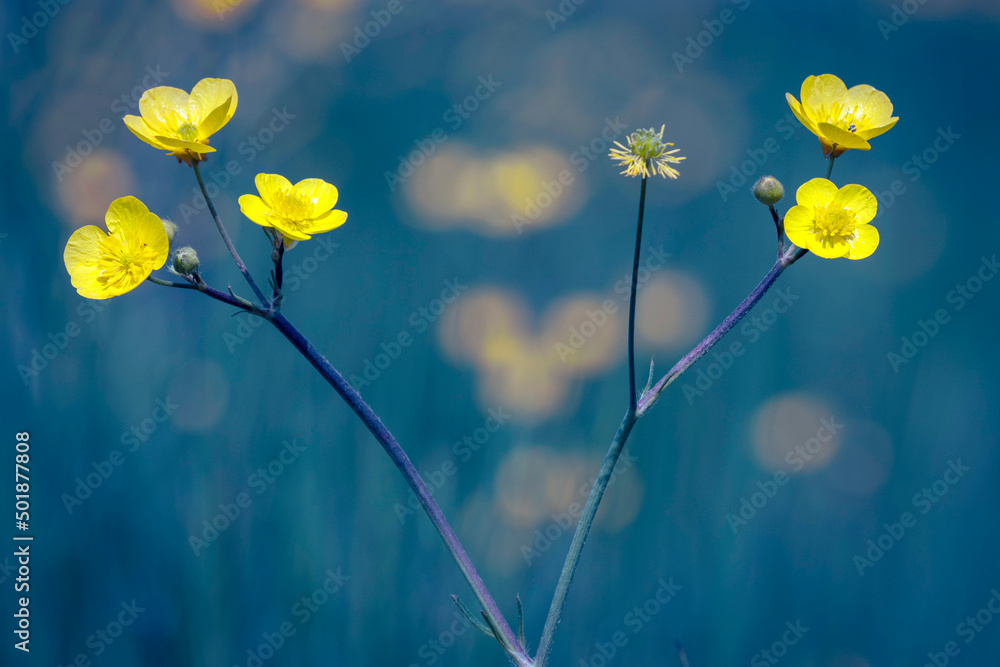 yellow buttercup, ranunculus repens, background