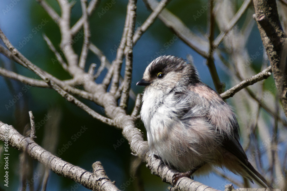 Naklejka premium まだ幼いエナガ