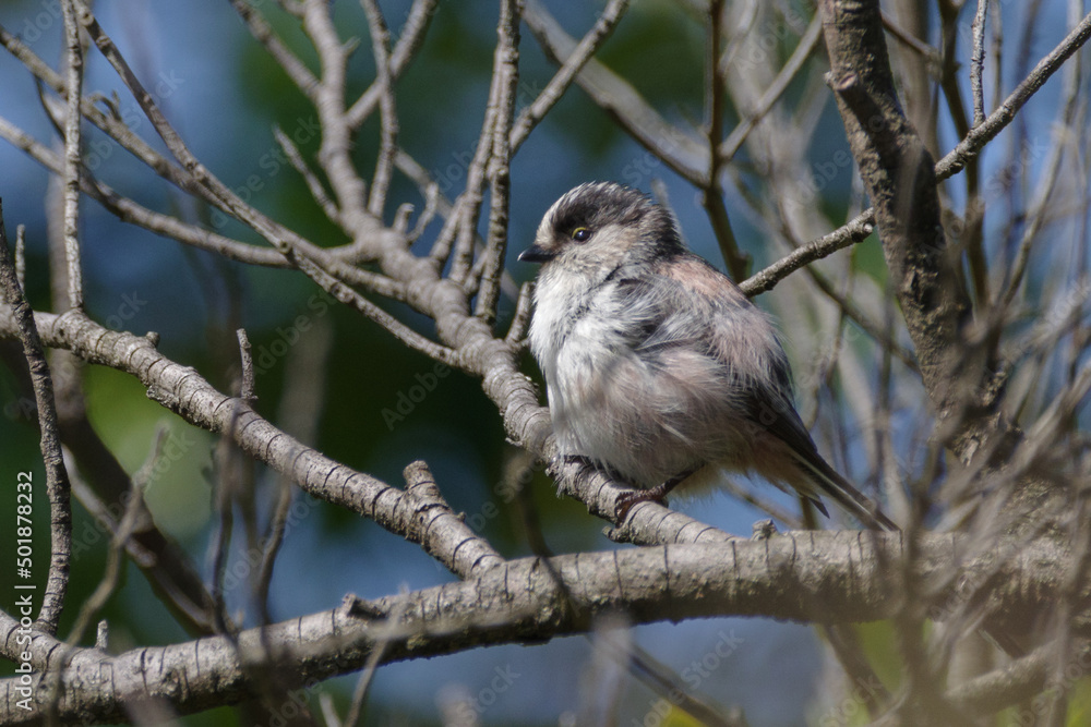 Naklejka premium まだ幼いエナガ