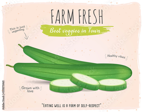 Sponge Gourds vector illustration with round slices 